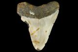 Fossil Megalodon Tooth - North Carolina #109023-1